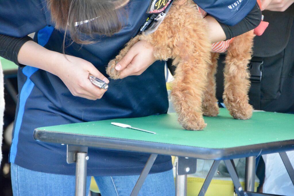 mujer cortando las uñas de su perro